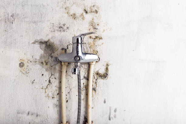 Professional Mold Removal in Denver City, TX