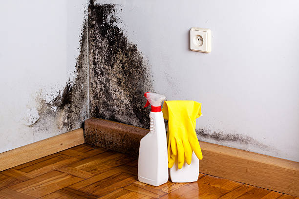 Home Mold Removal in Denver City, TX